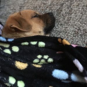 Meet your Posher, Anna